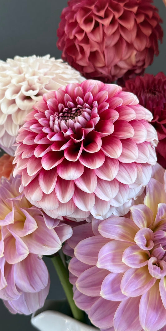 Florelie Cosmic Romance