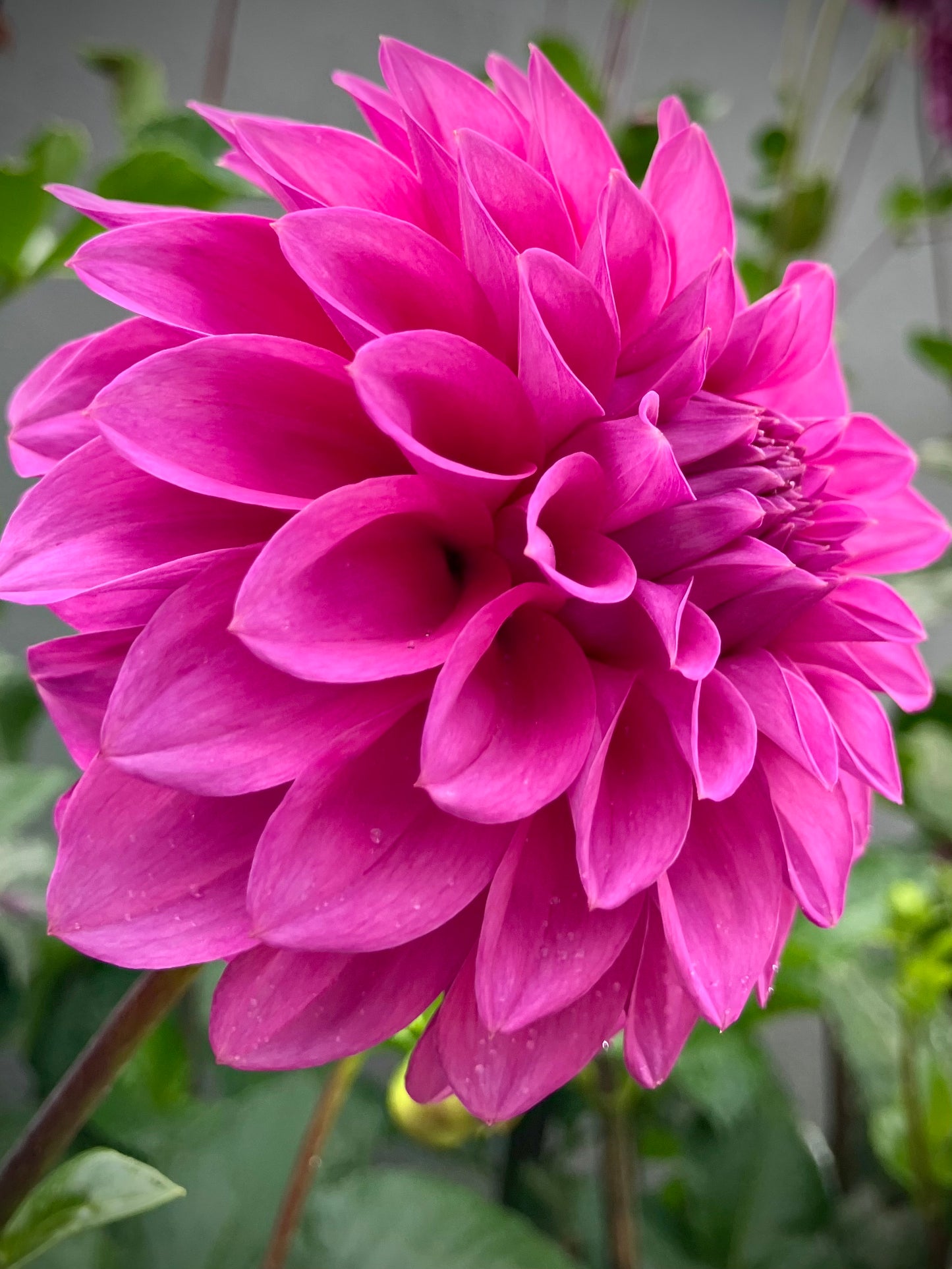 Our Jo - Hansford’s Dahlias