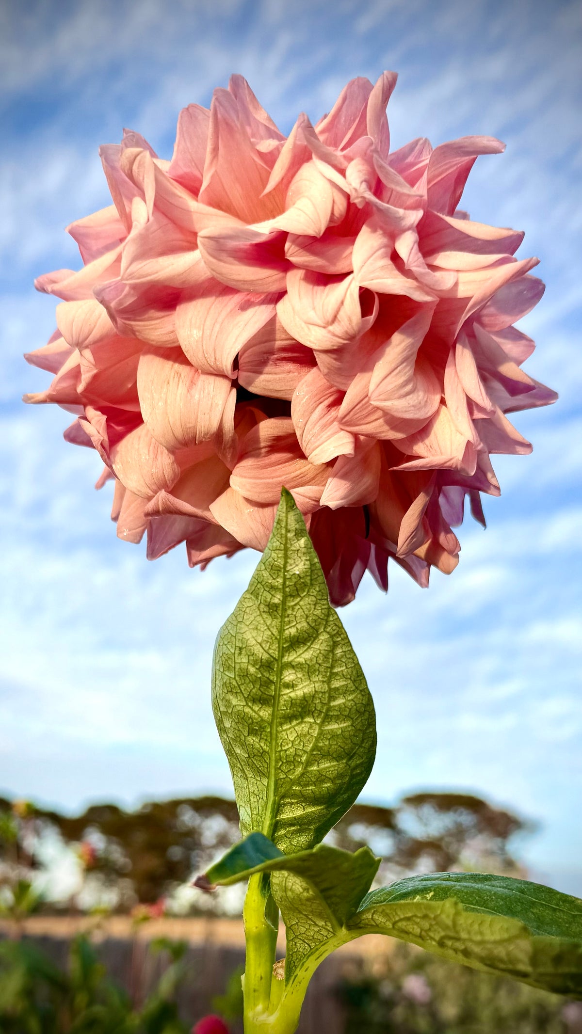 Everbloom Lullaby