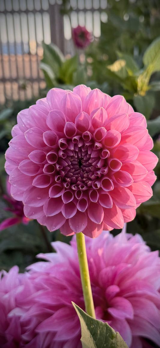 Florelie Lizzie Lou