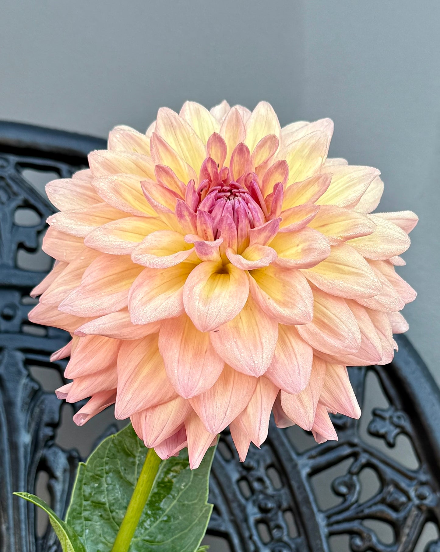 Everbloom Lullaby