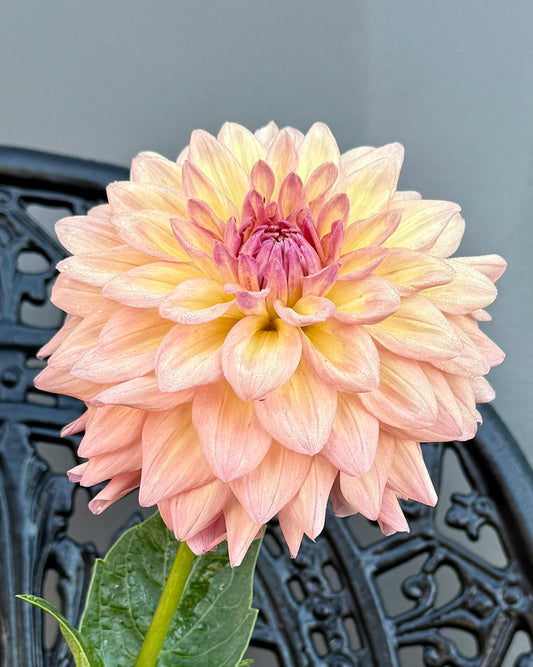 Everbloom Lullaby