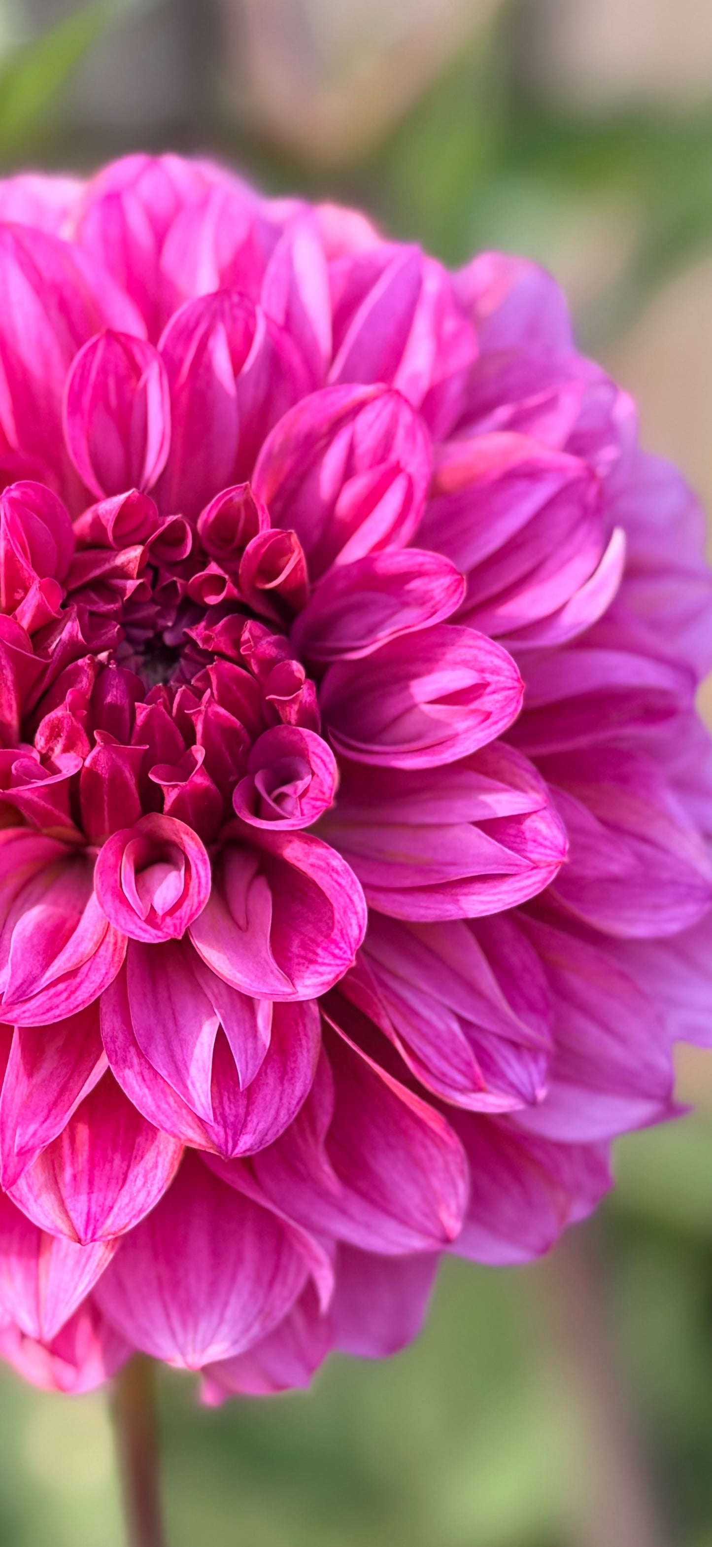 Lileah Pink Petticoats