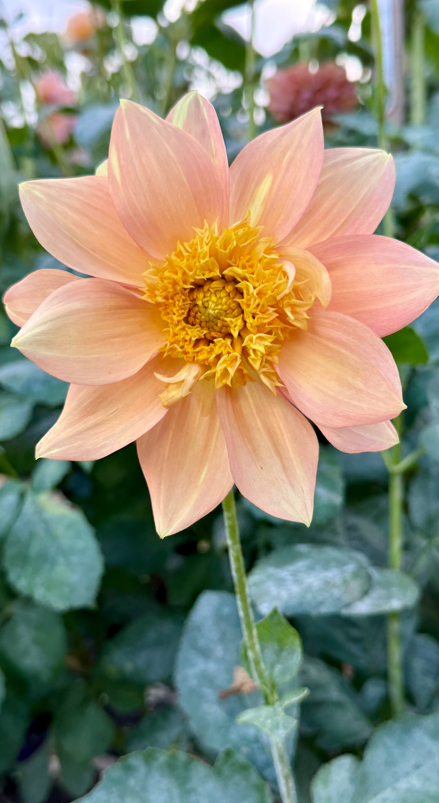 Everbloom Lioness
