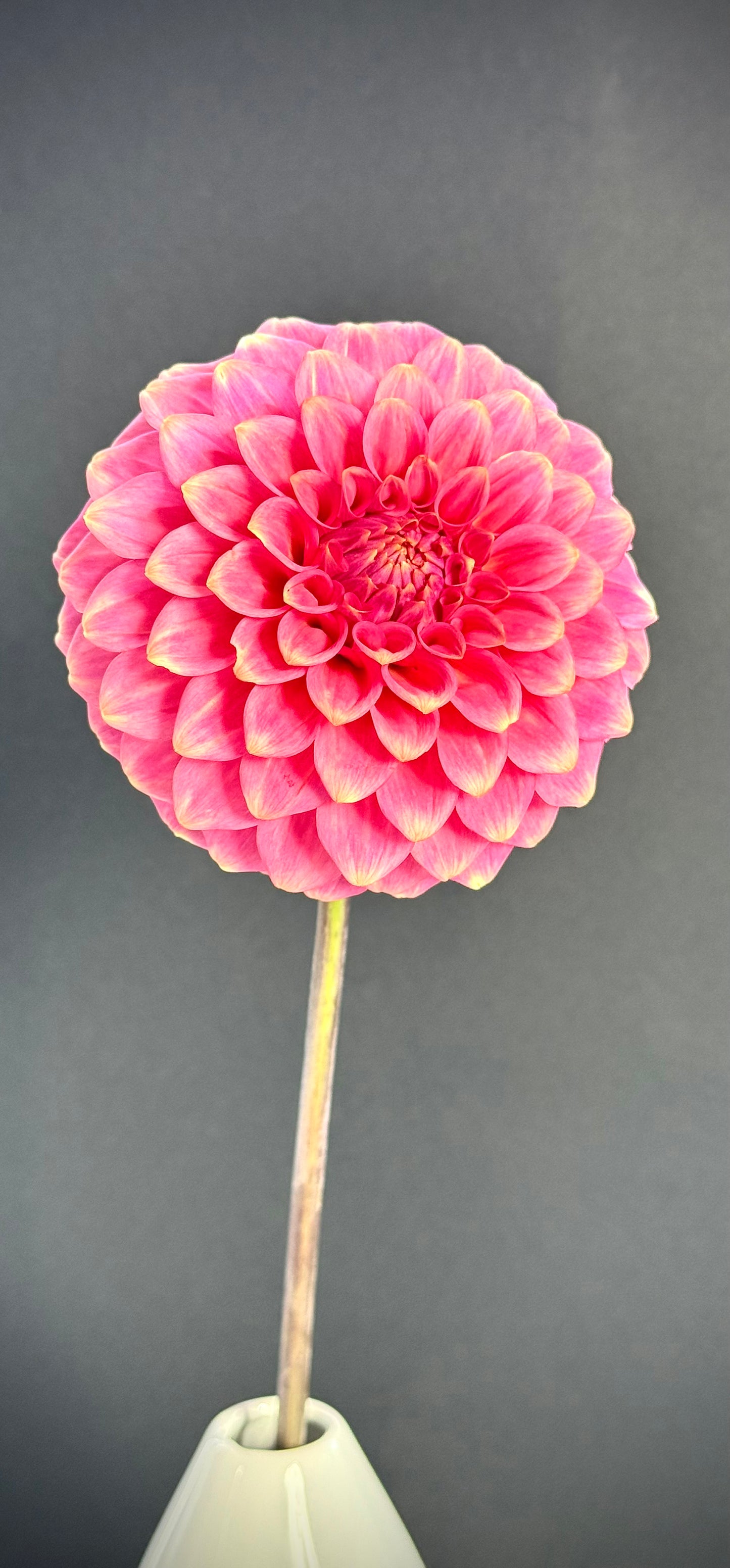 Florelie Flamingo