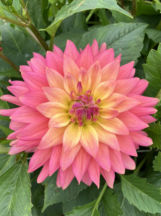 Florelie Seastar