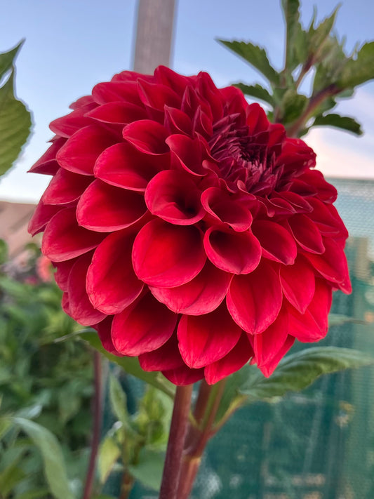 Gosia Copper Queen