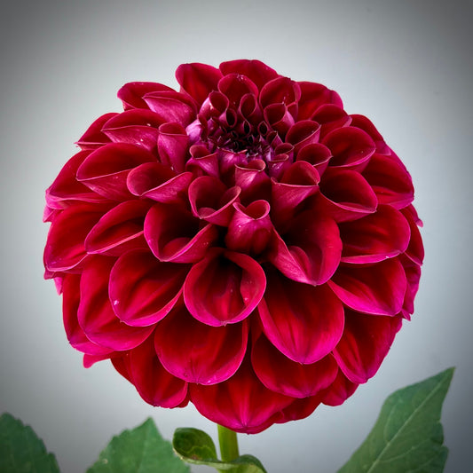 Everbloom Cherry Joy