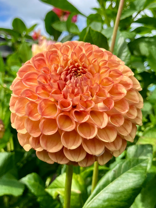 Sheila