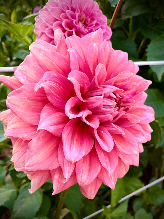 Lileah Caramel Rose