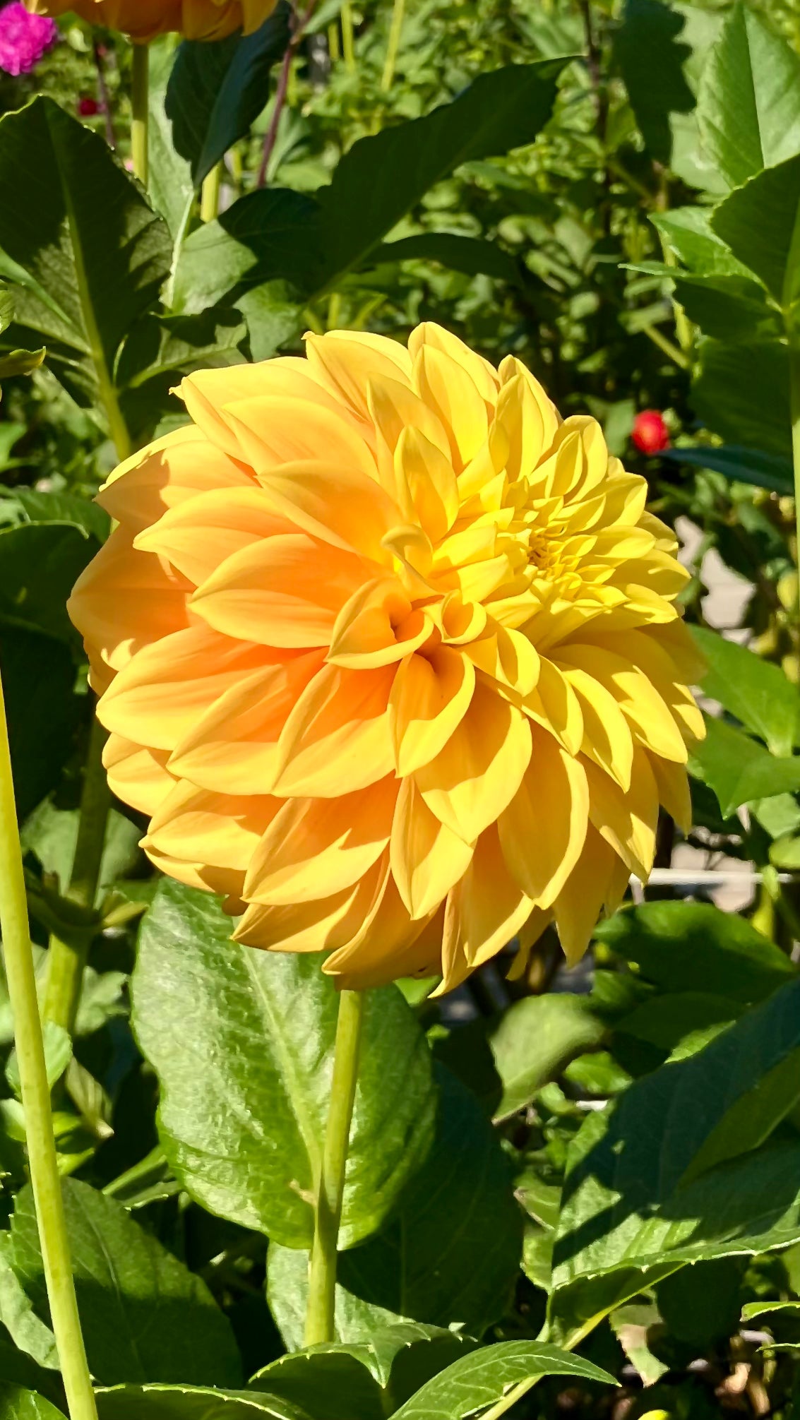 WV. Mustard