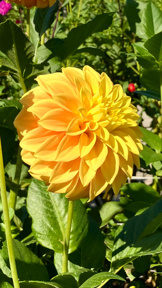 WV. Mustard