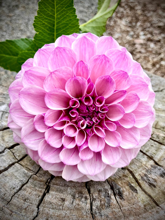 Jeff Bloom