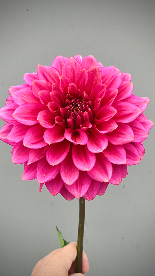 Florelie Guava