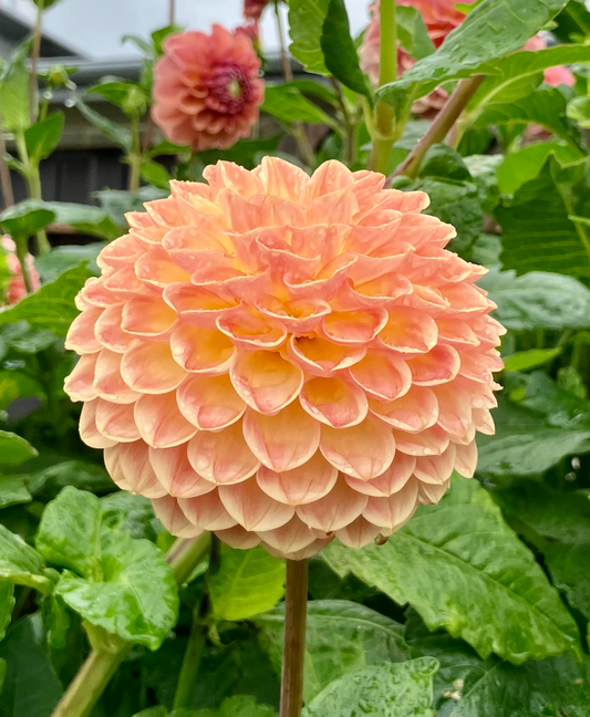 Blyton Softer Gleam