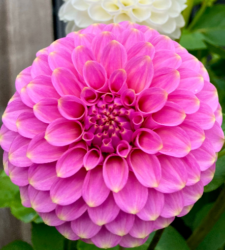 Florelie Oracle