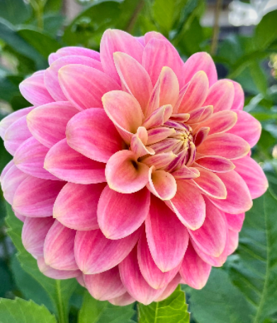 Florelie Strawberry Shortcake